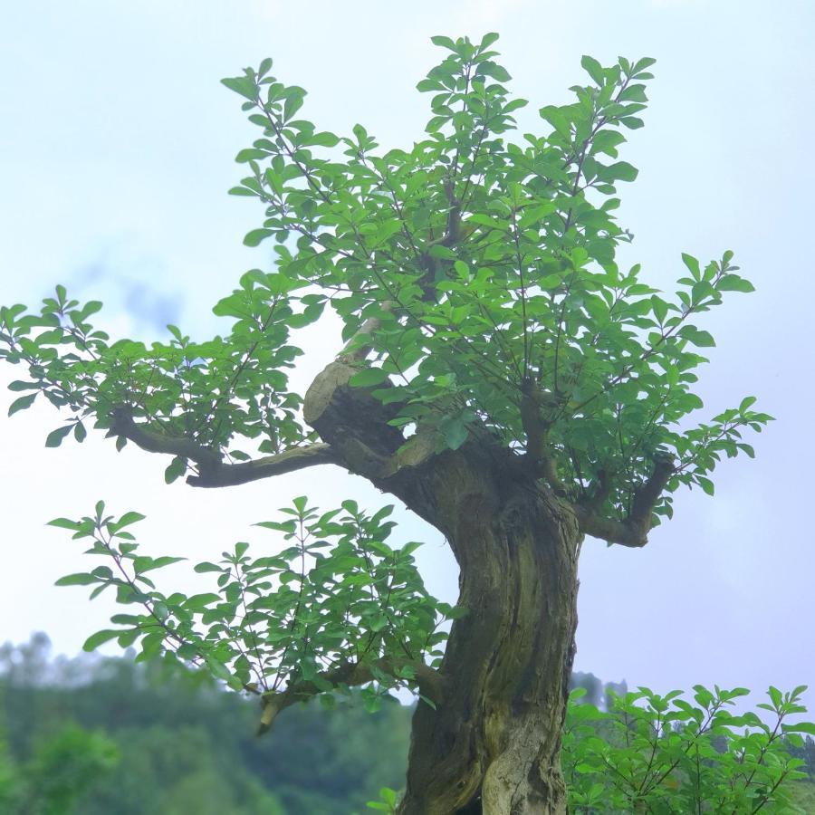 Alam Bali Lake View Bangli Экстерьер фото